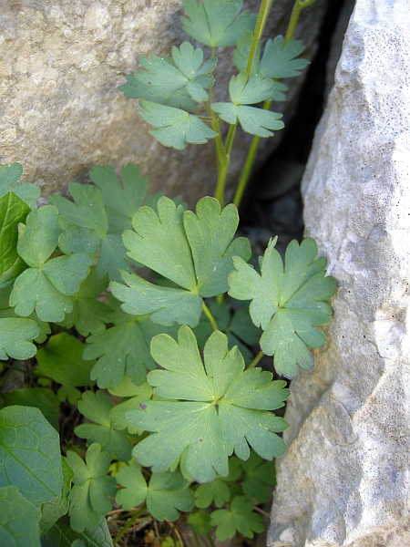 Aquilegia magellensis /  Aquilegia magellense